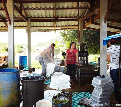 Image of Rubber, manufacturing and people in workshop, factory and production warehouse outdoors. Business, plantation and workers with package for industrial process, plastic or material resource in Thailand