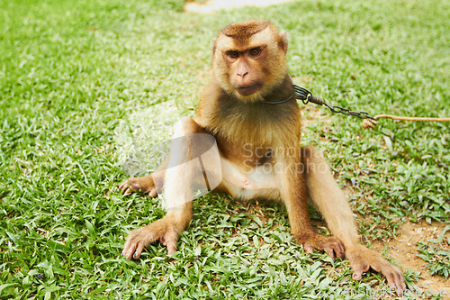 Image of Portrait, pet and monkey on chain outdoor in park, nature and sitting in tropical zoo alone. Animal, macaque and ape on grass in farm, field and outside for training mammal or primate in summer