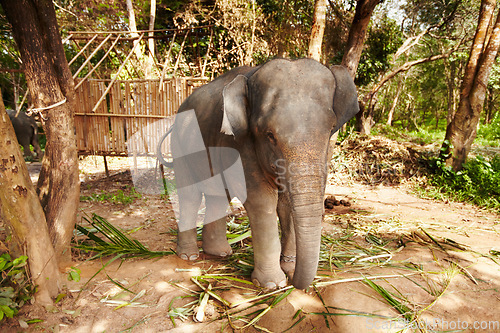 Image of Elephant eating leaves, plant in a jungle for wildlife conservation. Forest, sustainability and calm animal calf outdoors feeding on bamboo branches in natural or peaceful environment in Thailand