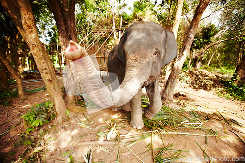 Image of Reaching, portrait and playful elephant trunk in a forest curious, free and exploring. Nature, wildlife and animal in a jungle for conservation, sustainability and freedom in peaceful environment