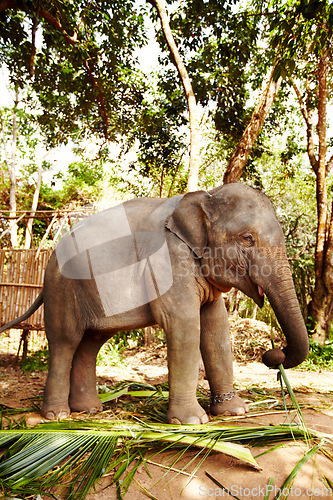 Image of Leaves, nature and elephant eating in jungle with freedom, walking or sustainability. Forest, conservation and animal feeding on plant outdoor in peaceful environment for wildlife, protection or care