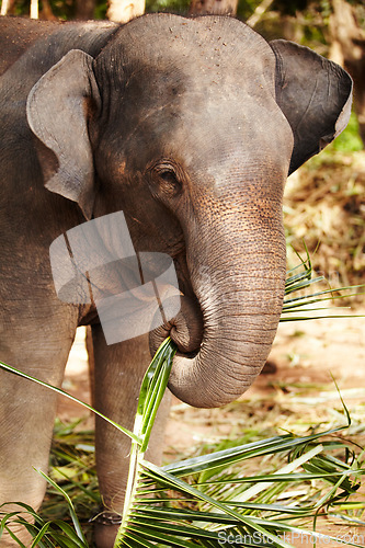 Image of Elephant eating leaves, bamboo or plant in a jungle for wildlife conservation. Forest, sustainability and calm animal calf outdoors feeding on branches in natural or peaceful environment in Thailand