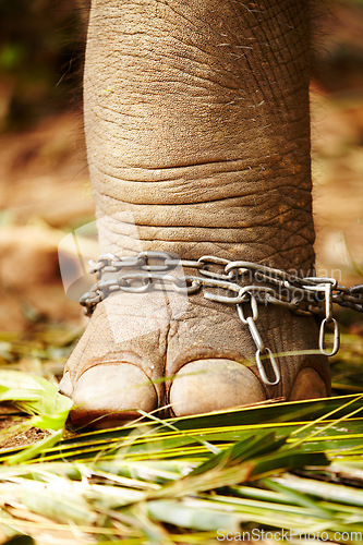 Image of Feet in chains, closeup and elephant cruelty in jungle for capture, ivory or black market trade. Animal exploitation, torture or wildlife foot or abuse in Botswana for poaching, disaster or crisis