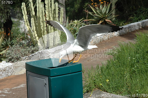 Image of Seagul Taking off