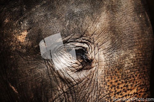 Image of Forest, face or closeup of eye of elephant with texture, wrinkles and zoo in nature at night. Jungle, animal or conservation with environment, peace and wildlife for unhappy, calm and skin in africa