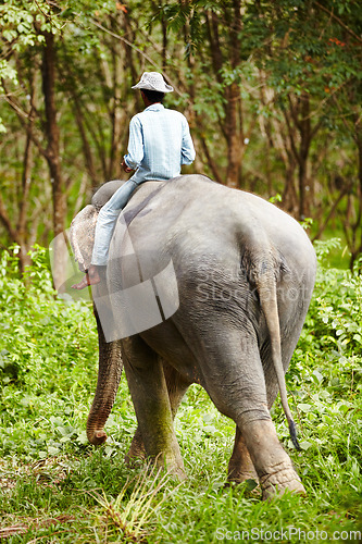 Image of Nature, animal and man travel on elephant in forest for rescue, conservation and wildlife park. Sanctuary, tropical and person in environment, natural ecosystem and outdoors in Thailand for tourism