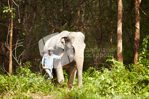 Image of Walking, animal and man with elephant in forest for travel, conservation and wildlife rescue. Sanctuary, tropical and person in environment, natural ecosystem and outdoors in Thailand for tourism