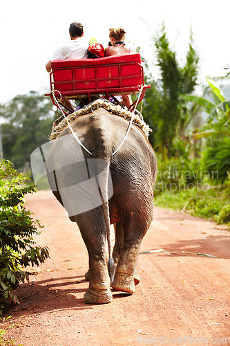 Image of Elephant, tourist and riding on back for travel, adventure or vacation outdoor in nature in India. Animal, people and aerial view on a journey in safari, jungle or tourism in the woods for wildlife