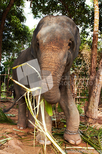 Image of Sustainability, jungle and elephant in the woods with bamboo, meal or eating leaves. Forest, conservation and animal feeding on plant outdoor in peaceful environment for wildlife, protection or care