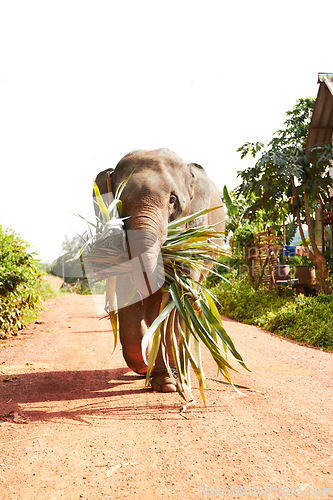 Image of Jungle, elephant and eating leaves in nature outdoor for feeding, freedom or sustainability. Forest, animal and conservation with environment, plants and wildlife for calm walking on dirt road