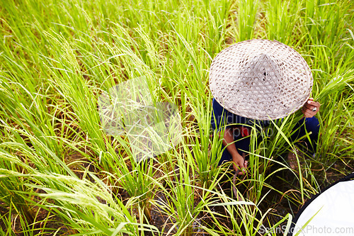 Image of Person, farmer and straw hat in harvest for wheat, agriculture or food resources on farm land in nature. Thai, asian or harvester farming plants, gathering or natural sustainability on rice field