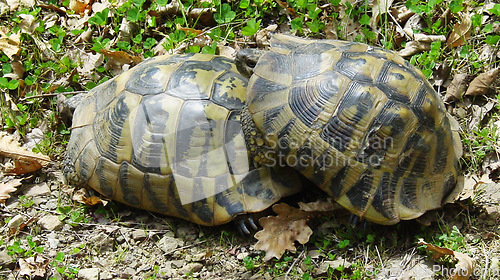 Image of Tortoise mating, nature and grass outdoor at reptile park, conservation or endangered species on ground. Turtle sex, garden or field in bush, forest or animal for generation, reproduction or health