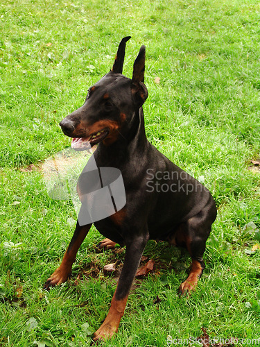 Image of Training, dog and doberman sitting on grass, lawn or green background with happiness in garden. Teaching, animal and happy pet learning a trick, behaviour or command to stay in backyard or nature