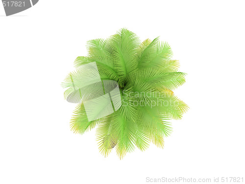 Image of palm over white