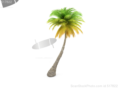 Image of palm over white