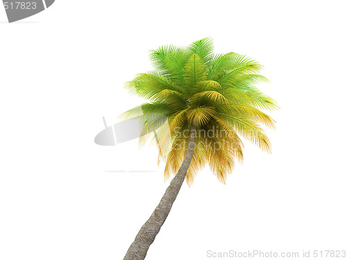 Image of palm over white