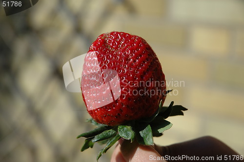 Image of Strawberry