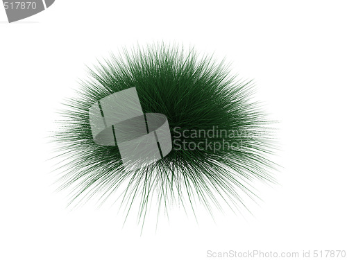 Image of hedgehog plant over white