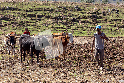 Image of Ethiopian farmer with traditional wooden plough pulled by cattle