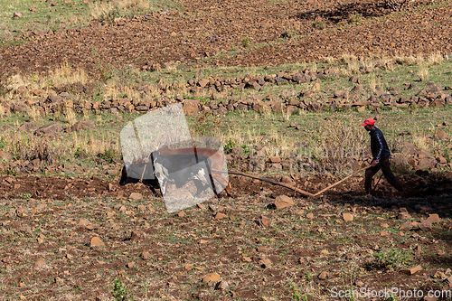 Image of Ethiopian farmer with traditional wooden plough pulled by cattle