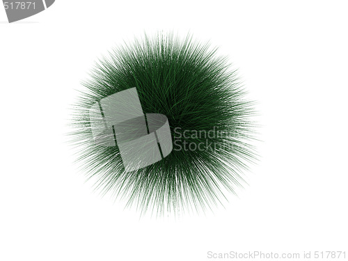 Image of hedgehog plant over white