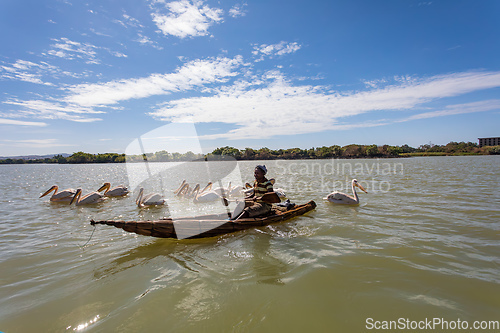 Image of Man on a traditional and primitive bamboo boat feeding pelicans on Lake Tana