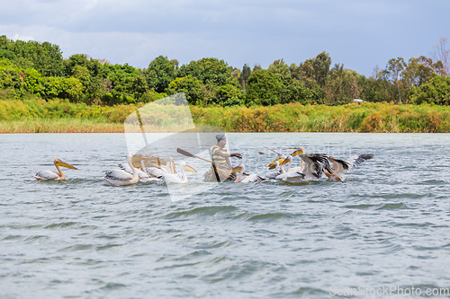 Image of Man on a traditional and primitive bamboo boat feeding pelicans on Lake Tana