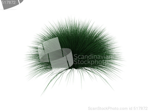 Image of hedgehog plant over white