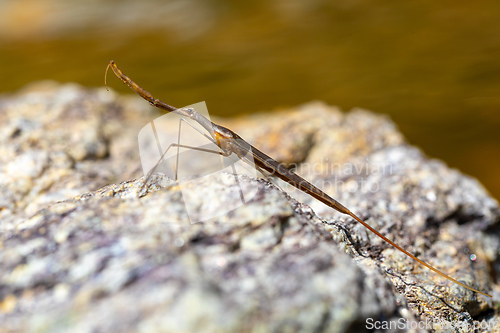 Image of Water Stick Insect - Ranatra linearis, Czech Republic wildlife