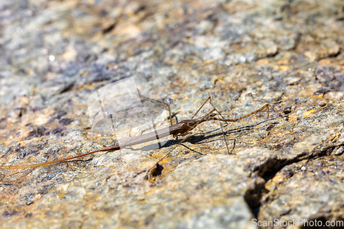 Image of Water Stick Insect - Ranatra linearis, Czech Republic wildlife