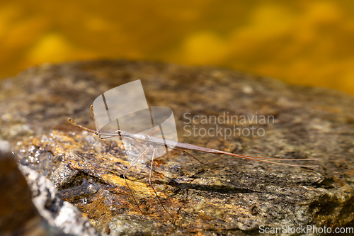 Image of Water Stick Insect - Ranatra linearis, Czech Republic wildlife