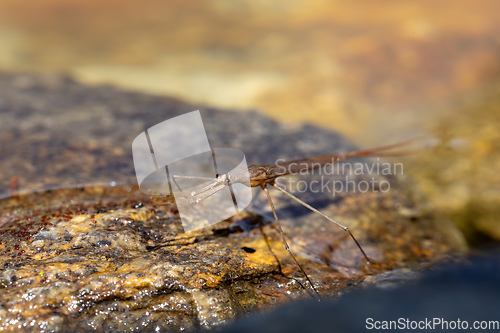 Image of Water Stick Insect - Ranatra linearis, Czech Republic wildlife