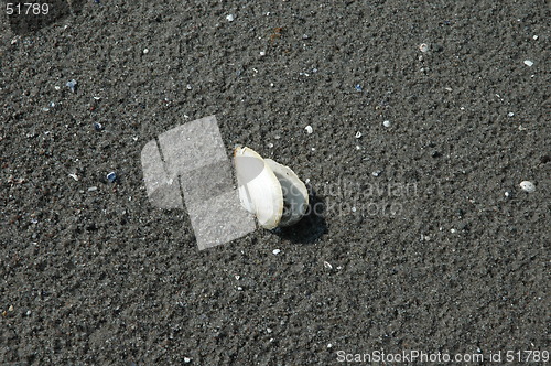 Image of Shell at seaside
