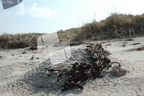 Image of Seaside closeup