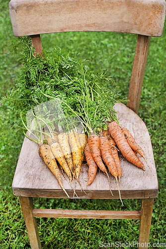 Image of Carrots garden