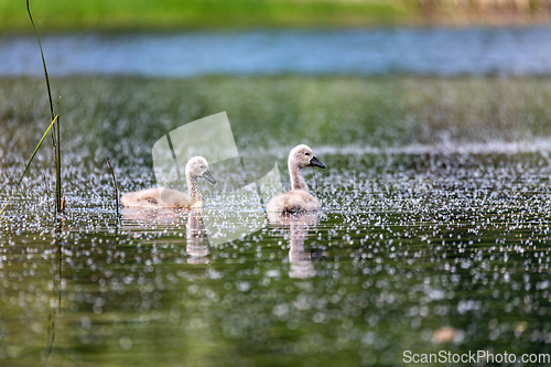 Image of Wild bird mute swan chicken in spring on pond