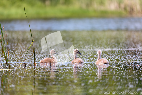 Image of Wild bird mute swan chicken in spring on pond