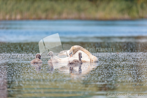 Image of Wild bird mute swan in spring on pond