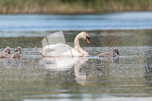 Image of Wild bird mute swan in spring on pond