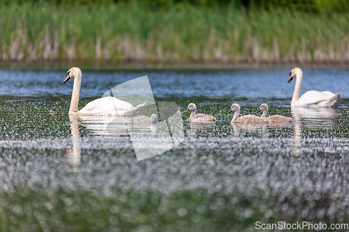 Image of Wild bird mute swan in spring on pond