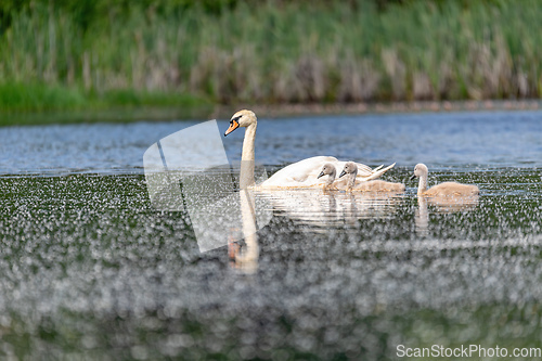 Image of Wild bird mute swan in spring on pond