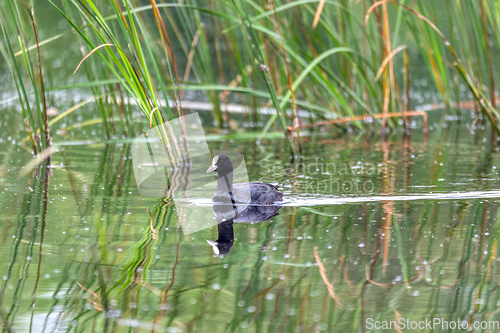 Image of Bird Eurasian coot Fulica atra hiding in reeds