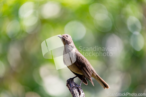 Image of Bird Clay-colored Thrush, birdwatching in Costa Rica. Wildlife