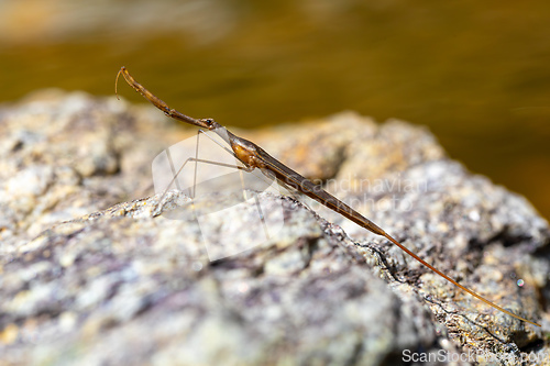 Image of Water Stick Insect - Ranatra linearis, Czech Republic wildlife