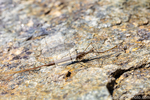 Image of Water Stick Insect - Ranatra linearis, Czech Republic wildlife