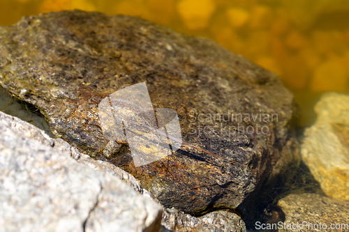 Image of Water Stick Insect - Ranatra linearis, Czech Republic wildlife