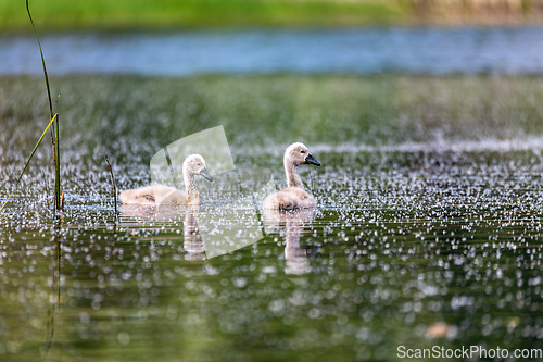 Image of Wild bird mute swan chicken in spring on pond