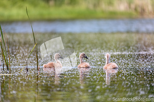 Image of Wild bird mute swan chicken in spring on pond