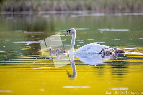 Image of Wild bird mute swan in spring on pond