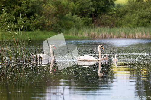 Image of Wild bird mute swan in spring on pond